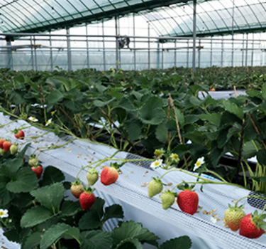 株式会社ナチュレッシュ・ファーム・ジェイピー